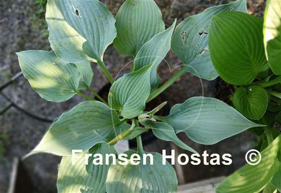 Hosta Ice Prancer