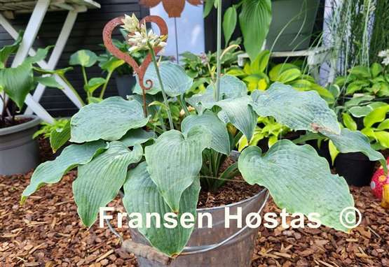 Hosta Ice Prancer
