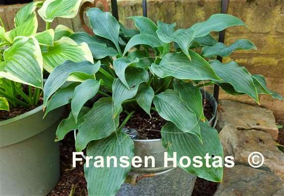 Hosta Ice Prancer