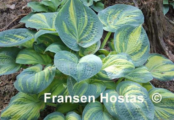 Hosta Ice Age Trail