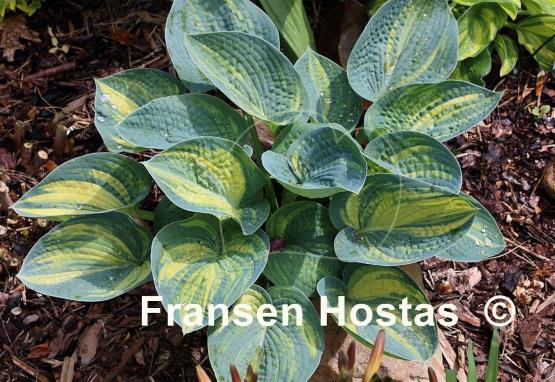 Hosta Ice Age Trail