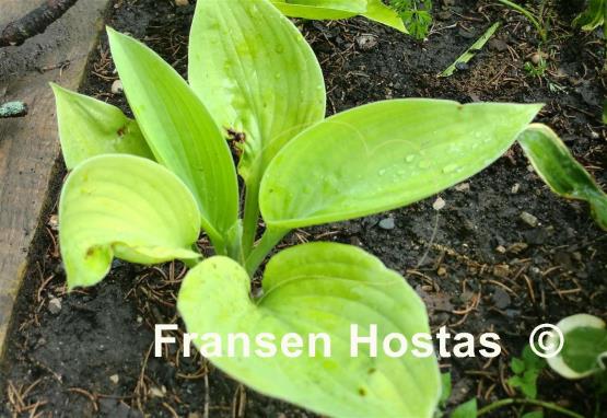 Hosta Ice Castle