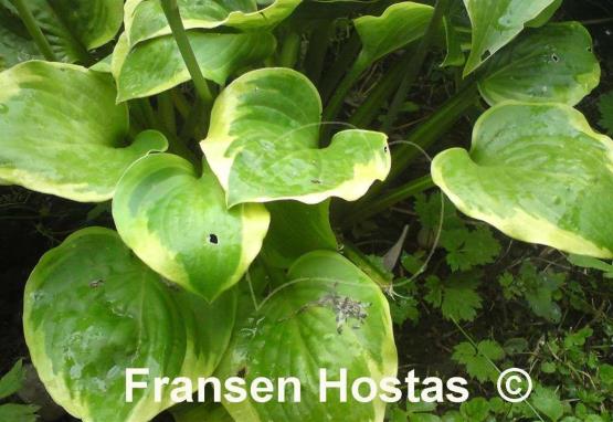 Hosta Ice Cream