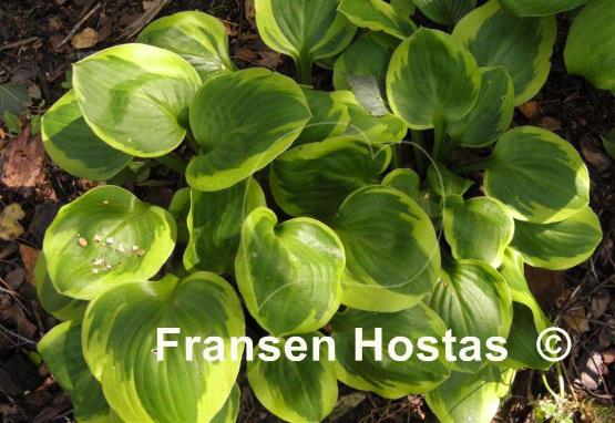 Hosta Ice Cream