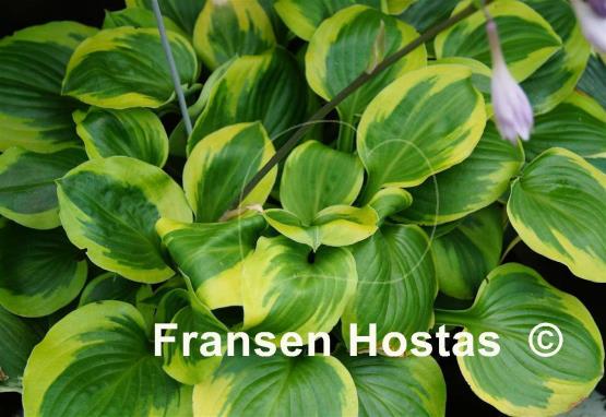 Hosta Ice Cream