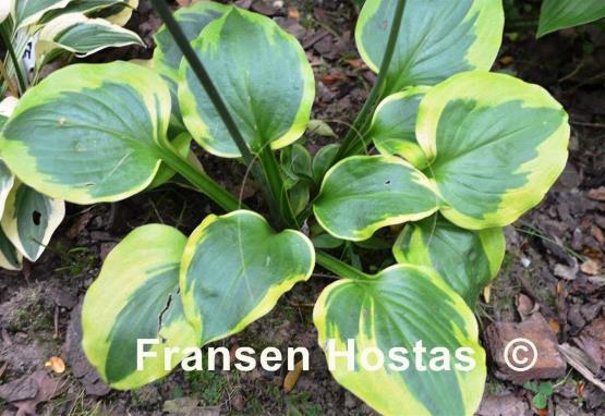 Hosta Ice Cream