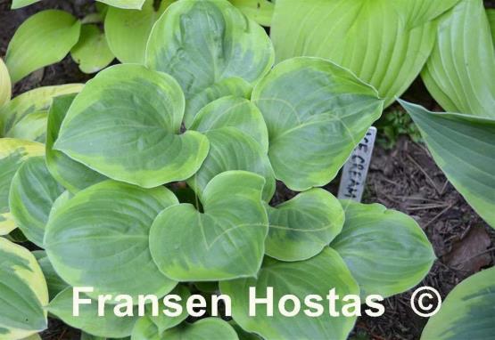 Hosta Ice Cream