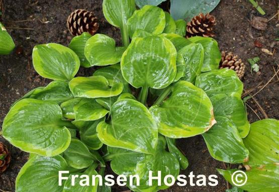 Hosta Ice Cream