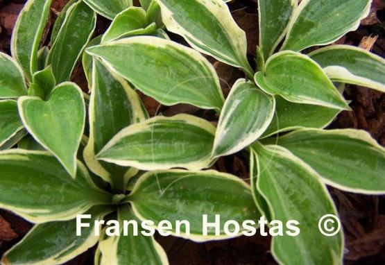 Hosta Ice Cube