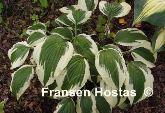 Hosta Ice Follies