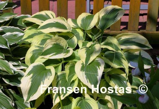 Hosta Ice Follies