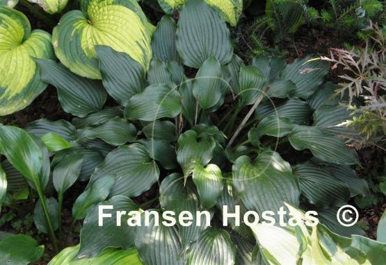 Hosta Ice Prancer