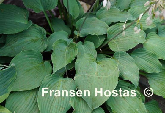 Hosta Ice Prancer