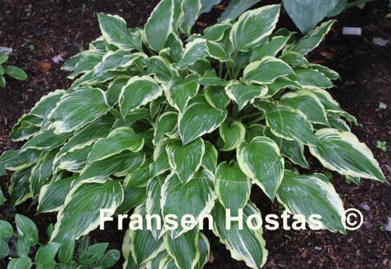 Hosta Iceberg