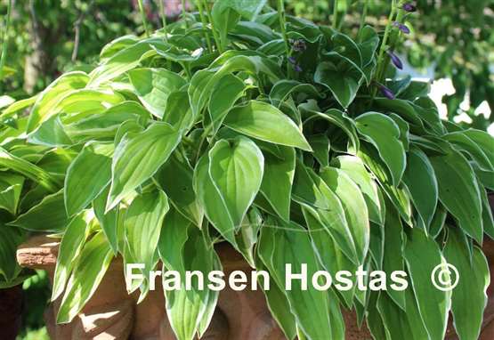 Hosta Iced Lemon