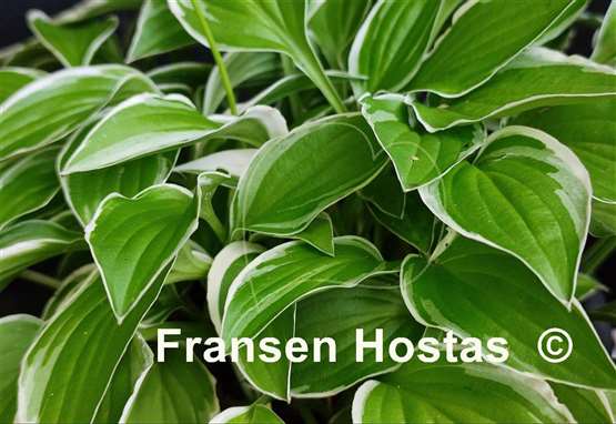 Hosta Iced Lemon