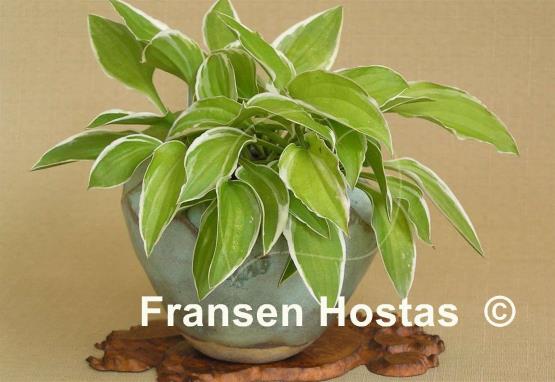 Hosta Iced Lemon
