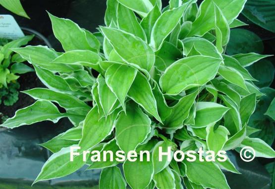 Hosta Iced Lemon