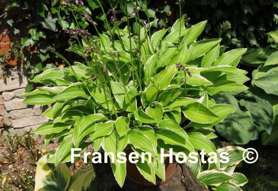 Hosta Iced Lemon