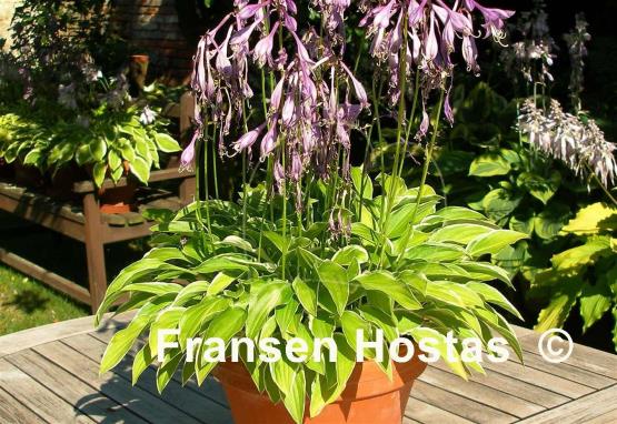 Hosta Iced Lemon