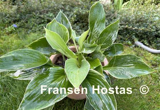 Hosta Icy Halo