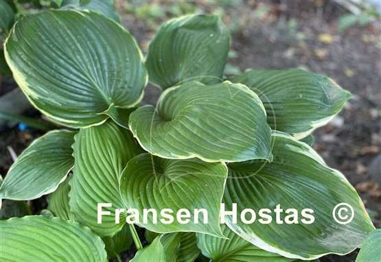 Hosta Icy Halo