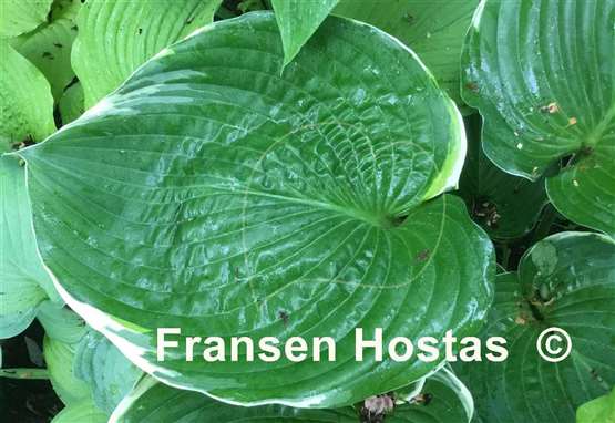 Hosta Icy Halo