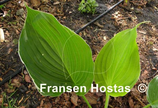 Hosta Icy Halo