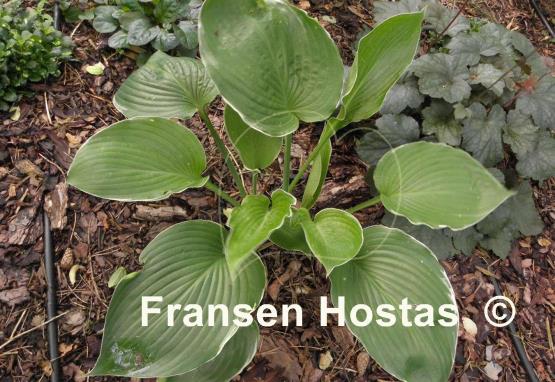 Hosta Icy Halo