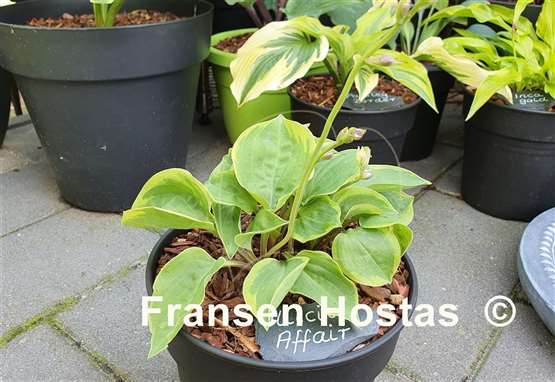 Hosta Illicit Affair