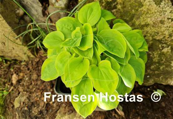 Hosta Illicit Affair