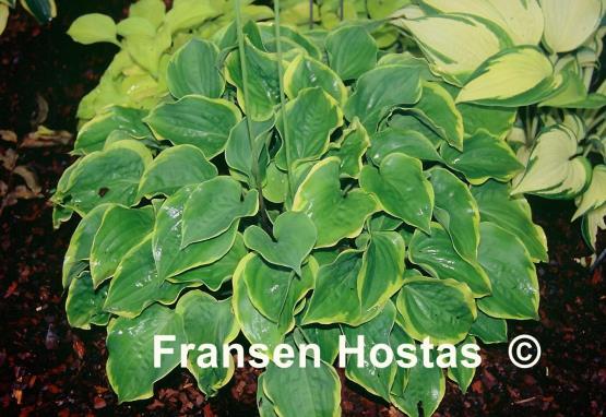 Hosta Illicit Affair