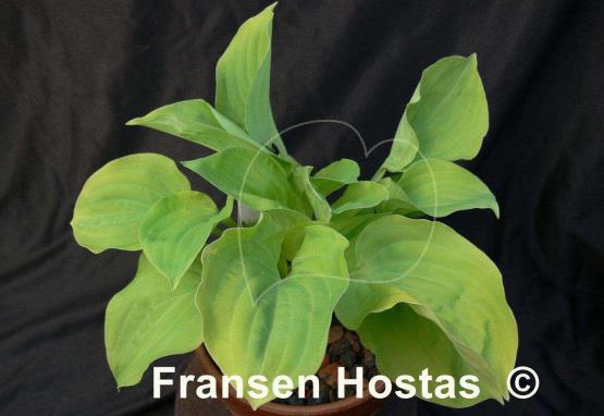 Hosta Illicit Affair