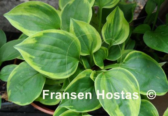Hosta Illicit Affair