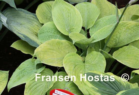 Hosta I'm So Pretty
