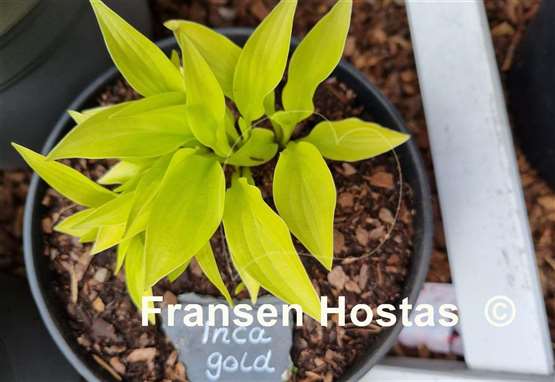 Hosta Inca Gold