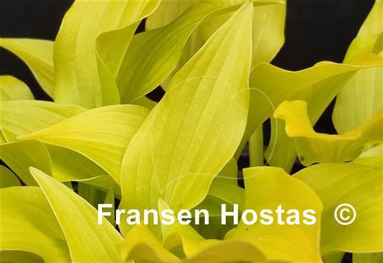 Hosta Inca Gold
