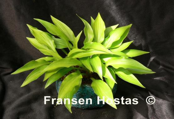 Hosta Inca Gold