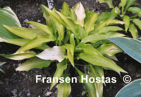 Hosta Inca Gold