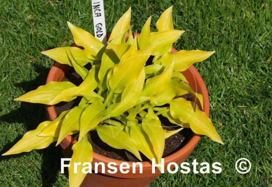 Hosta Inca Gold