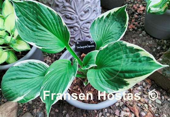 Hosta Independence