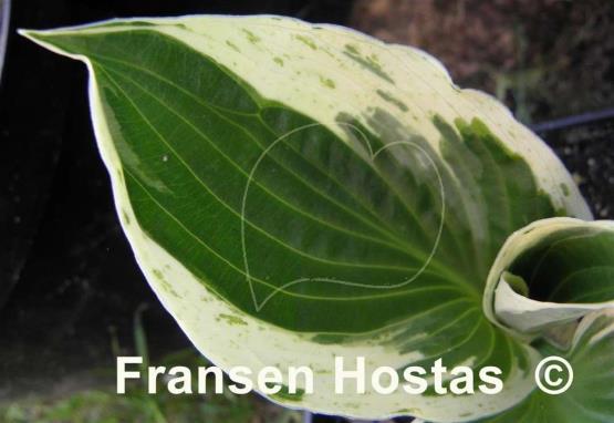 Hosta Independence