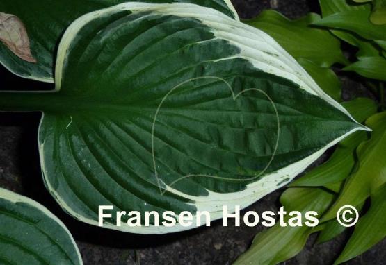 Hosta Independence
