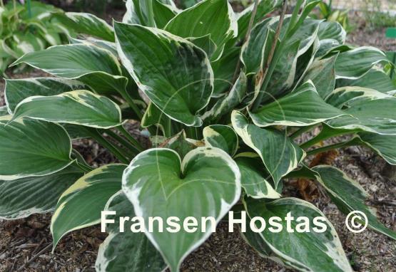 Hosta Independence