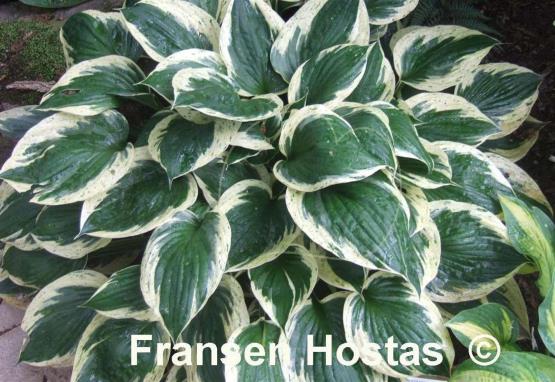 Hosta Independence