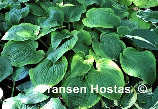 Hosta Indiana Knight
