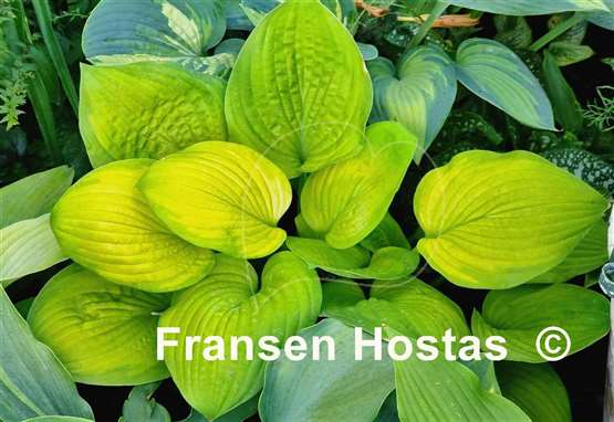 Hosta Indiana Moonshine