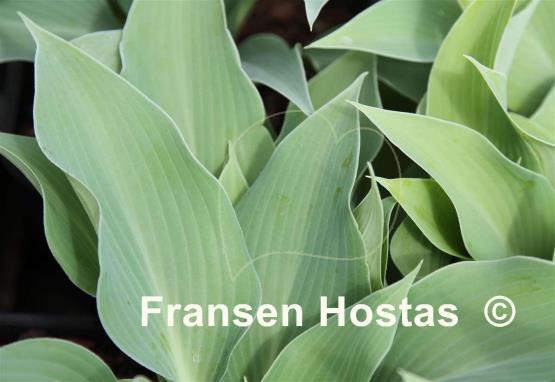 Hosta Indiana Blue