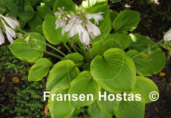 Hosta Indiana Knight