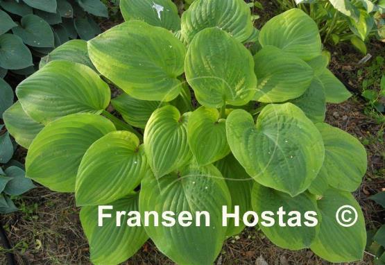 Hosta Indiana Knight